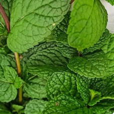 Саджанці м'яти Мароканська (черенкований) - 1-річний