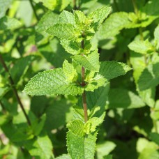 Саджанці м'яти Мохіто (черенкований) - 1-річний