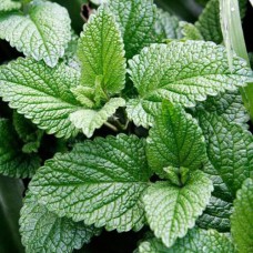 Саджанці м'яти Перцева (черенкований) - 1-річний