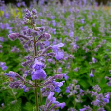 Саджанці непета Гігант Шести Пагорбів (черенкований) - 1-річний