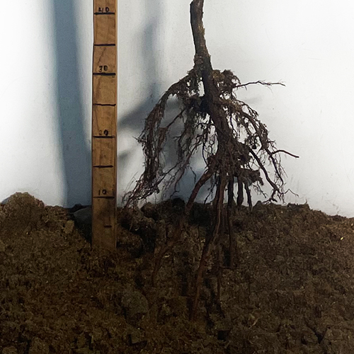 Саджанці абрикоса Ананасний (привитий) - 1-річний