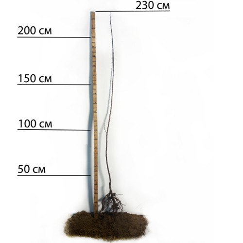 Саджанці абрикоса Ананасний (привитий) - 1-річний