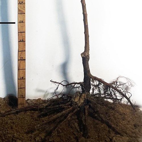 Саджанці абрикоса Ерлі Блаш (привитий) - 2-річний