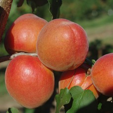 Саджанці абрикоса Анегат (привитий) - 1-річний