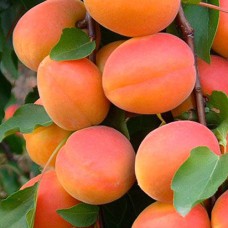 Саджанці абрикоса Бержерон (привитий) - 1-річний