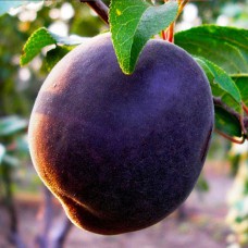 Саджанці абрикоса Чорний Оксамит (привитий) - 1-річний