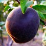Саджанці абрикоса Чорний Оксамит (привитий) - 2-річний