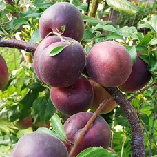 Саджанці абрикоса Чорний Принц (привитий) - 1-річний