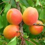 Саджанці абрикоса Джумбо Кот (привитий) - 1-річний