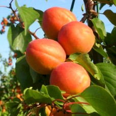 Саджанці абрикоса Фаралія (привитий) - 1-річний
