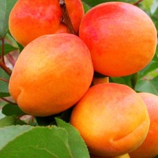Саджанці абрикоса Фардао (привитий) - 1-річний