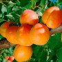 Саджанці абрикоса Фаркло (привитий) - 1-річний