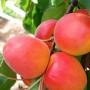 Саджанці абрикоса Фарліс (привитий) - 2-річний