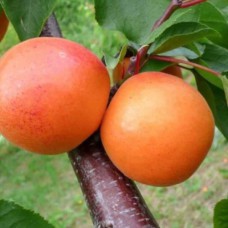 Саджанці абрикоса Форум (привитий) - 1-річний