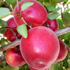 Саджанці абрикоса Фуего (привитий) - 1-річний