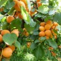 Саджанці абрикоса Янтар Весняний (привитий) - 1-річний