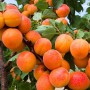 Саджанці абрикоса Кармен Топ (привитий) - 1-річний