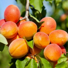 Саджанці абрикоса Харгранд (привитий) - 1-річний