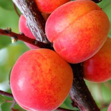 Саджанці абрикоса Харкот (привитий) - 1-річний