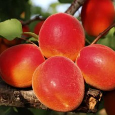 Саджанці абрикоса Харогем (привитий) - 1-річний