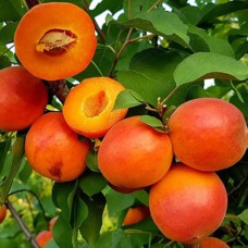 Саджанці абрикоса Харостар (привитий) - 1-річний