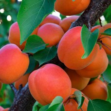 Саджанці абрикоса Кіото (привитий) - 1-річний
