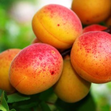 Саджанці абрикоса Колгоспний (привитий) - 1-річний