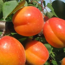 Саджанці абрикоса Колорадо (привитий) - 1-річний