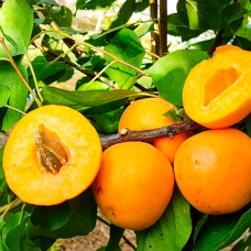 Саджанці абрикоса Кримський Амур (привитий) - 1-річний