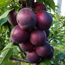 Саджанці абрикоса Кубанський Чорний (привитий) - 1-річний