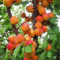 Саджанці абрикоса Київський Красень (привитий) - 1-річний