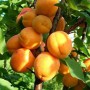 Саджанці абрикоса Лескоре (привитий) - 2-річний
