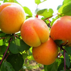 Саджанці абрикоса Любава (привитий) - 1-річний