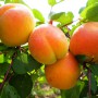 Саджанці абрикоса Любава (привитий) - 1-річний