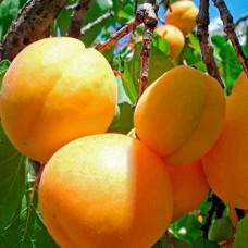 Саджанці абрикоса Медовий (привитий) - 1-річний