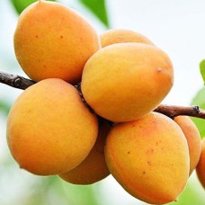 Саджанці абрикоса Мелітопольський Ранній (привитий) - 1-річний