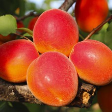 Саджанці абрикоса Мікадо (привитий) - 1-річний