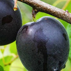 Саджанці абрикоса Монарезі (привитий) - 1-річний