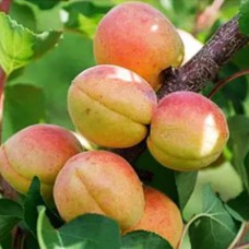 Саджанці абрикоса Надія (привитий) - 1-річний