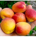 Саджанці абрикоса Нью Джерсі (привитий) - 2-річний