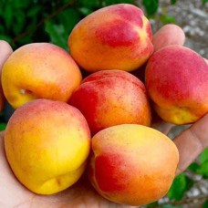 Саджанці абрикоса Нью Джерсі (привитий) - 1-річний