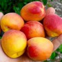 Саджанці абрикоса Нью Джерсі (привитий) - 2-річний