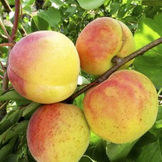 Саджанці абрикоса НЖА 19 (привитий) - 1-річний