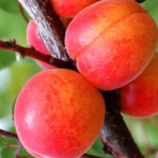 Саджанці абрикоса Оболонський (привитий) - 1-річний