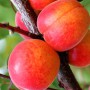 Саджанці абрикоса Оболонський (привитий) - 2-річний