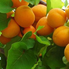 Саджанці абрикоса Олімп (привитий) - 1-річний