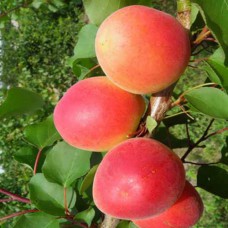 Саджанці абрикоса Перла (привитий) - 1-річний