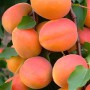 Саджанці абрикоса Пін Кот (привитий) - 2-річний