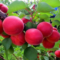 Саджанці абрикоса Пріція (привитий) - 1-річний