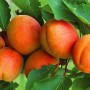 Саджанці абрикоса Смарагдовий (привитий) - 2-річний